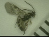  (Adelognathus sp - CCDB-08110-G06)  @12 [ ] CreativeCommons - Attribution (2012) Arctic Ecology Course, University of Guelph Centre for Biodiversity Genomics