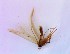  (Blastobasis sp - AE_LEP_41)  @12 [ ] CreativeCommons - Attribution Non-Commercial Share-Alike (2015) Unspecified The Norwegian Institute for Nature Research