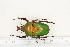  ( - BC-TB7243)  @11 [ ] Copyright (2010) Thierry Bouyer Research Collection of Philippe Leonard