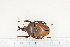  ( - BC-TB7259)  @14 [ ] Copyright (2010) Thierry Bouyer Research Collection of Philippe Leonard