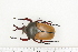  ( - BC-TB7264)  @13 [ ] Copyright (2010) Thierry Bouyer Research Collection of Philippe Leonard