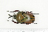  ( - BC-TB7265)  @11 [ ] Copyright (2010) Thierry Bouyer Research Collection of Philippe Leonard