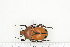  ( - BC-TB7266)  @11 [ ] Copyright (2010) Thierry Bouyer Research Collection of Philippe Leonard