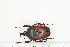  ( - BC-TB7267)  @11 [ ] Copyright (2010) Thierry Bouyer Research Collection of Philippe Leonard