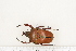  ( - BC-TB7269)  @11 [ ] Copyright (2010) Thierry Bouyer Research Collection of Philippe Leonard