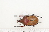  ( - BC-TB7270)  @11 [ ] Copyright (2010) Thierry Bouyer Research Collection of Philippe Leonard