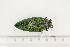  ( - BC-TB7401)  @11 [ ] Copyright (2010) Thierry Bouyer Research Collection of Philippe Leonard