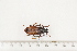 ( - BC-TB7457)  @11 [ ] Copyright (2010) Thierry Bouyer Research Collection of Alain Drumont