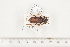  ( - BC-TB7458)  @11 [ ] Copyright (2010) Thierry Bouyer Research Collection of Alain Drumont