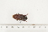 ( - BC-TB7468)  @11 [ ] Copyright (2010) Thierry Bouyer Research Collection of Alain Drumont