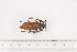  ( - BC-TB7470)  @11 [ ] Copyright (2010) Thierry Bouyer Research Collection of Alain Drumont
