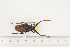  ( - BC-TB7472)  @11 [ ] Copyright (2010) Thierry Bouyer Research Collection of Alain Drumont