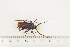  ( - BC-TB7474)  @11 [ ] Copyright (2010) Thierry Bouyer Research Collection of Alain Drumont