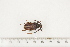  ( - BC-TB7499)  @11 [ ] Copyright (2010) Thierry Bouyer Research Collection of Alain Drumont