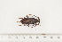  ( - BC-TB7501)  @11 [ ] Copyright (2010) Thierry Bouyer Research Collection of Alain Drumont