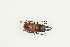  (Prosopocoilus sp. tbo2 - BC-TB9120)  @12 [ ] Copyright (2012) Thierry Bouyer Research Collection of Thierry Bouyer