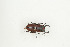  (Prosopocoilus congoensis - BC-TB9122)  @13 [ ] Copyright (2012) Thierry Bouyer Research Collection of Thierry Bouyer