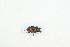  ( - BC-TB9131)  @13 [ ] Copyright (2012) Thierry Bouyer Research Collection of Thierry Bouyer