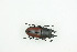  (Prosopocoilus sp. tbo4 - BC-TB9137)  @11 [ ] Copyright (2012) Thierry Bouyer Research Collection of Thierry Bouyer