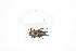  (Prosopocoilus felshei - BC-TB8283)  @13 [ ] Copyright (2011) Thierry Bouyer Research Collection of Thierry Bouyer