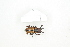  ( - BC-TB8284)  @12 [ ] Copyright (2011) Thierry Bouyer Research Collection of Thierry Bouyer
