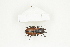  ( - BC-TB8286)  @11 [ ] Copyright (2011) Thierry Bouyer Research Collection of Thierry Bouyer