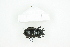  ( - BC-TB8290)  @11 [ ] Copyright (2011) Thierry Bouyer Research Collection of Thierry Bouyer