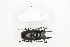  ( - BC-TB8292)  @11 [ ] Copyright (2011) Thierry Bouyer Research Collection of Thierry Bouyer