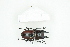  ( - BC-TB8294)  @11 [ ] Copyright (2011) Thierry Bouyer Research Collection of Thierry Bouyer
