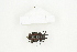  ( - BC-TB8297)  @13 [ ] Copyright (2011) Thierry Bouyer Research Collection of Thierry Bouyer
