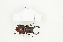  (Prosopocoilus faber - BC-TB8309)  @14 [ ] Copyright (2011) Thierry Bouyer Research Collection of Thierry Bouyer