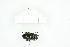  ( - BC-TB8317)  @12 [ ] Copyright (2011) Thierry Bouyer Research Collection of Thierry Bouyer