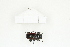  ( - BC-TB8319)  @12 [ ] Copyright (2011) Thierry Bouyer Research Collection of Thierry Bouyer