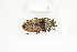  ( - BC-TB8365)  @11 [ ] Copyright (2011) Thierry Bouyer Research Collection of Thierry Bouyer