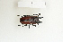  ( - BC-TB8369)  @11 [ ] Copyright (2011) Thierry Bouyer Research Collection of Thierry Bouyer