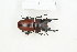  (Prosopocoilus sp. tbo - BC-TB8376)  @11 [ ] Copyright (2011) Thierry Bouyer Research Collection of Thierry Bouyer
