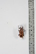  (Prosopocoilus boucheri - BC-TB4900)  @11 [ ] Copyright (2010) Unspecified Research Collection of Thierry Bouyer