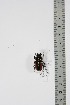  (Prosopocoilus huguesi - BC-TB4906)  @11 [ ] Copyright (2010) Unspecified Research Collection of Thierry Bouyer