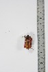  (Prosopocoilus dallastai - BC-TB4907)  @11 [ ] Copyright (2010) Unspecified Research Collection of Thierry Bouyer