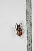  (Prosopocoilus perbeti - BC-TB4911)  @14 [ ] Copyright (2010) Unspecified Research Collection of Thierry Bouyer