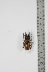  ( - BC-TB4912)  @11 [ ] Copyright (2010) Unspecified Research Collection of Thierry Bouyer