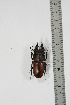  (Prosopocoilus brunneus - BC-TB4939)  @14 [ ] Copyright (2010) Unspecified Research Collection of Thierry Bouyer