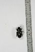  ( - BC-TB4941)  @11 [ ] Copyright (2010) Unspecified Research Collection of Thierry Bouyer