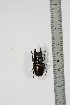  ( - BC-TB4943)  @11 [ ] Copyright (2010) Unspecified Research Collection of Thierry Bouyer