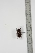  (Prosopocoilus sp. tbo3 - BC-TB4946)  @13 [ ] Copyright (2010) Unspecified Research Collection of Thierry Bouyer