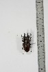 (Prosopocoilus sp. tbo1 - BC-TB4952)  @13 [ ] Copyright (2010) Unspecified Research Collection of Thierry Bouyer