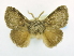  (Macromphalia spadix - USNM ENT 00808884)  @11 [ ] Unspecified (default): All Rights Reserved  Unspecified Unspecified