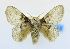  (Hydriasia ogenes - USNM ENT 00808887)  @13 [ ] Unspecified (default): All Rights Reserved  Unspecified Unspecified
