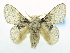  (Hydriasia varma - USNM ENT 00808889)  @14 [ ] Unspecified (default): All Rights Reserved  Unspecified Unspecified