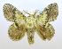  (Hydriasia primola - USNM ENT 00808890)  @13 [ ] Unspecified (default): All Rights Reserved  Unspecified Unspecified